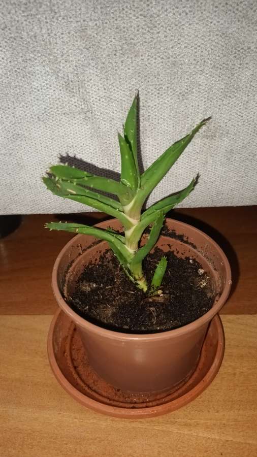 Aloes 2