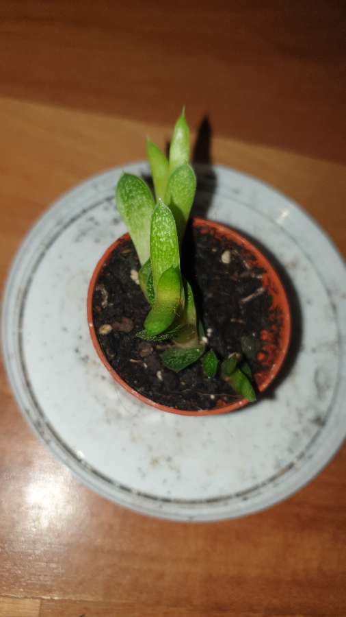 Mini gasteria  3
