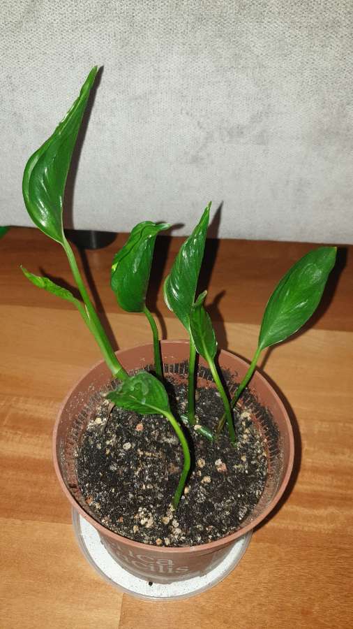 Epipremnum Godzilla  3