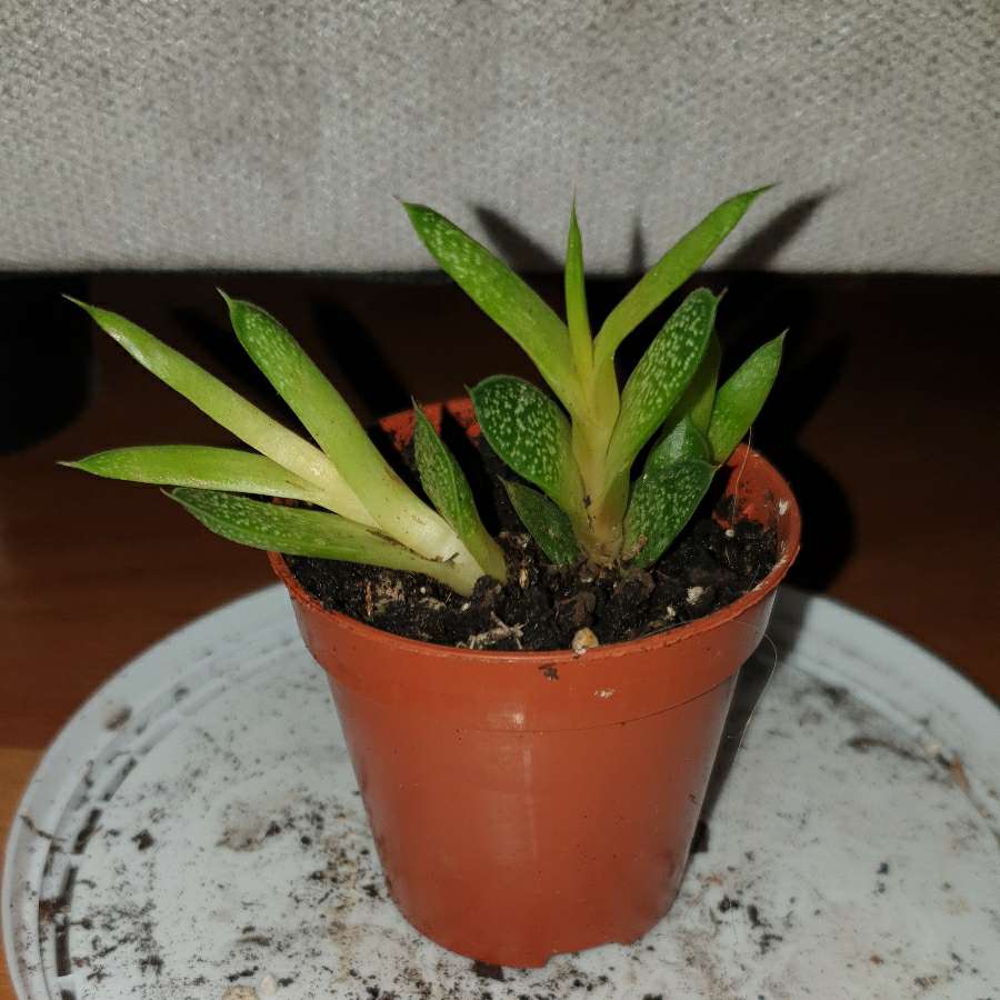 Mini gasteria 