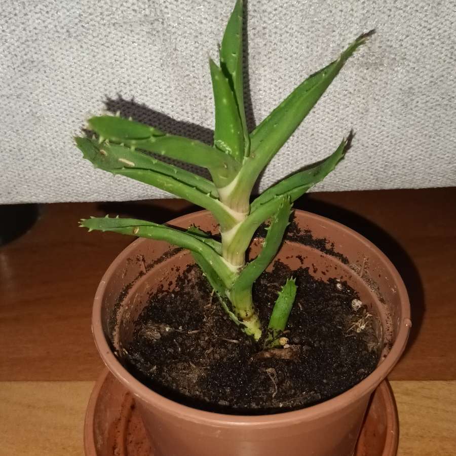 Aloes