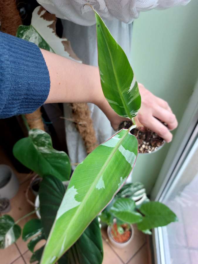 Musa varie (bananowiec) 3