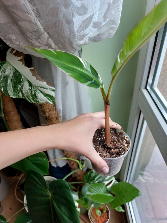 Musa varie (bananowiec) 2