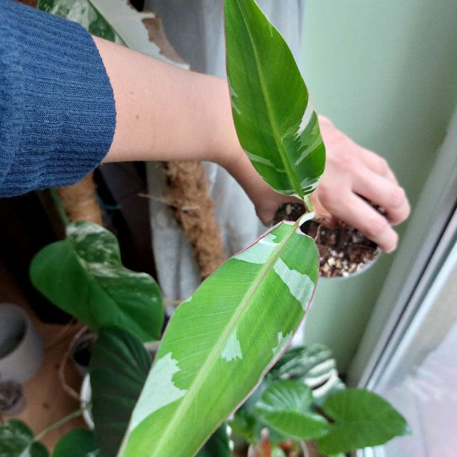 Musa varie (bananowiec)