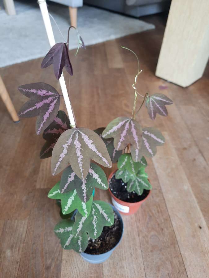 Passiflora Trifasciata 3