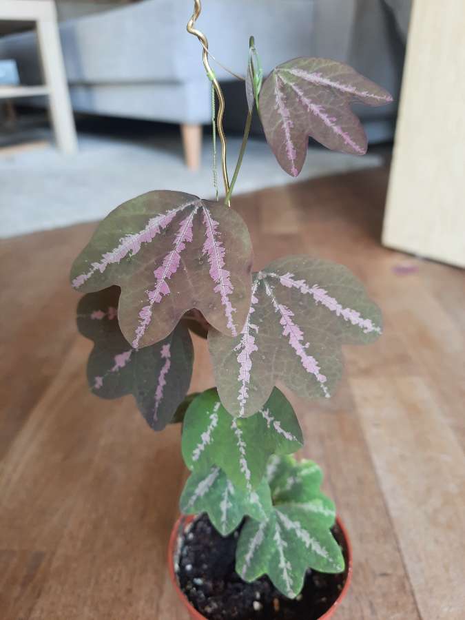 Passiflora Trifasciata 2