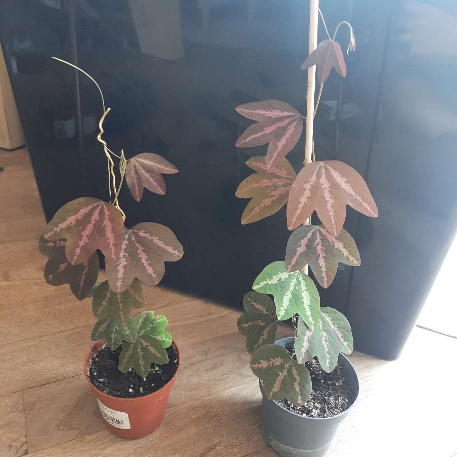 Passiflora Trifasciata