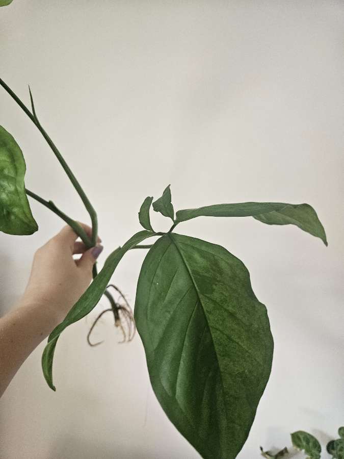 Syngonium mottled mojito 5