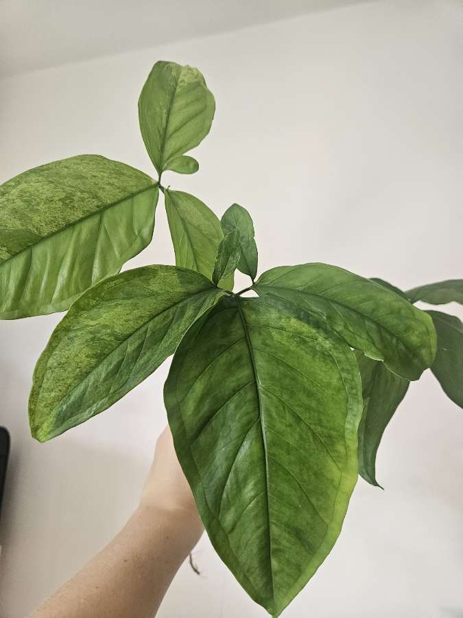 Syngonium mottled mojito 4