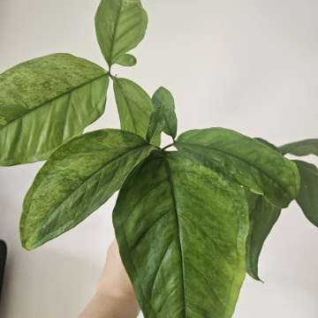 Syngonium mottled mojito