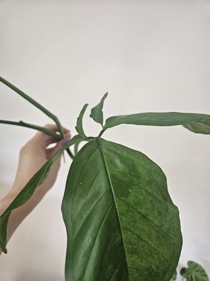 Syngonium mottled mojito 2