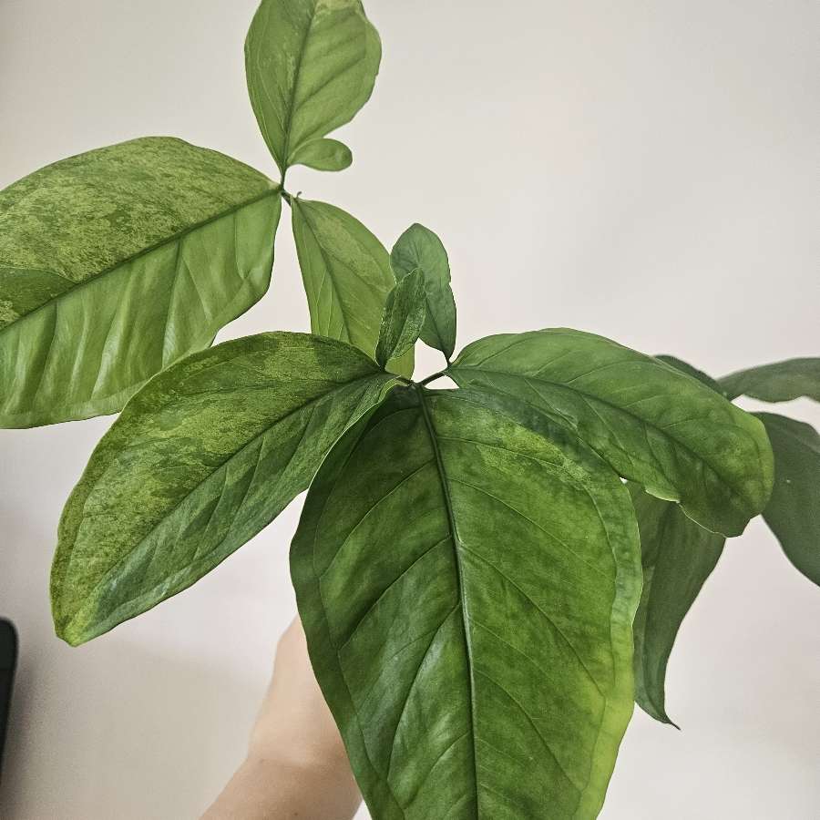 Syngonium mottled mojito