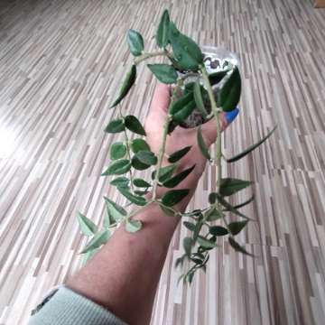 Hoya Bella