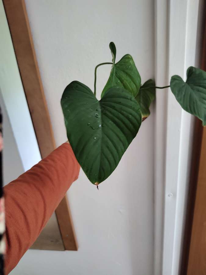 Philodendron montanum 2