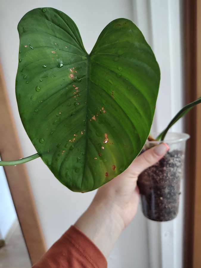 Philodendron montanum 3