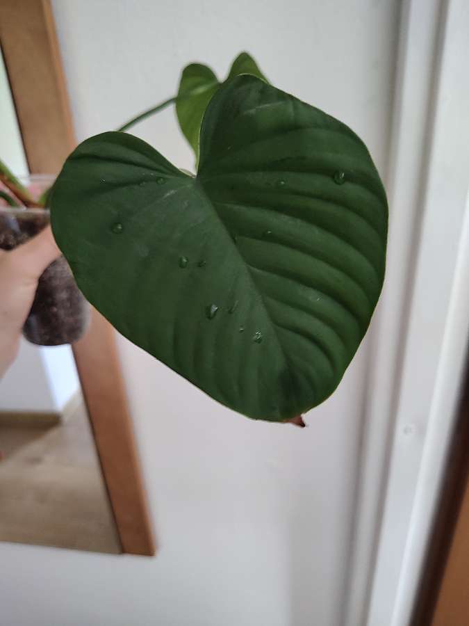 Philodendron montanum 4