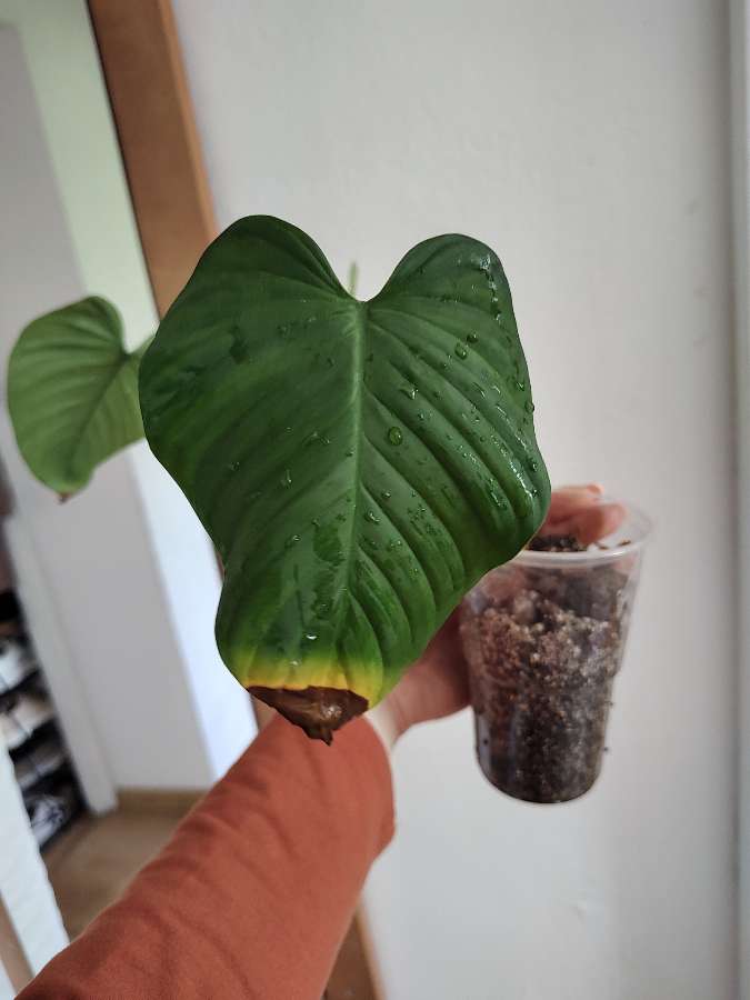 Philodendron montanum 5
