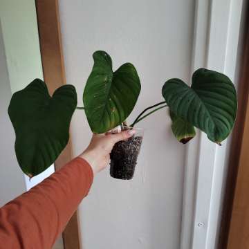 Philodendron montanum
