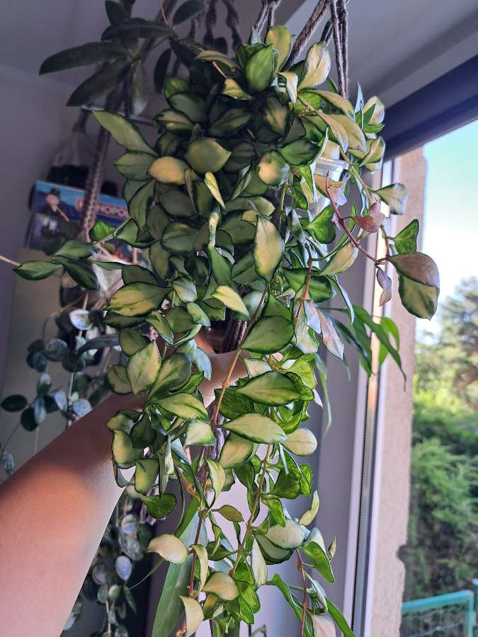 Hoya heuschkeliana variegata 2