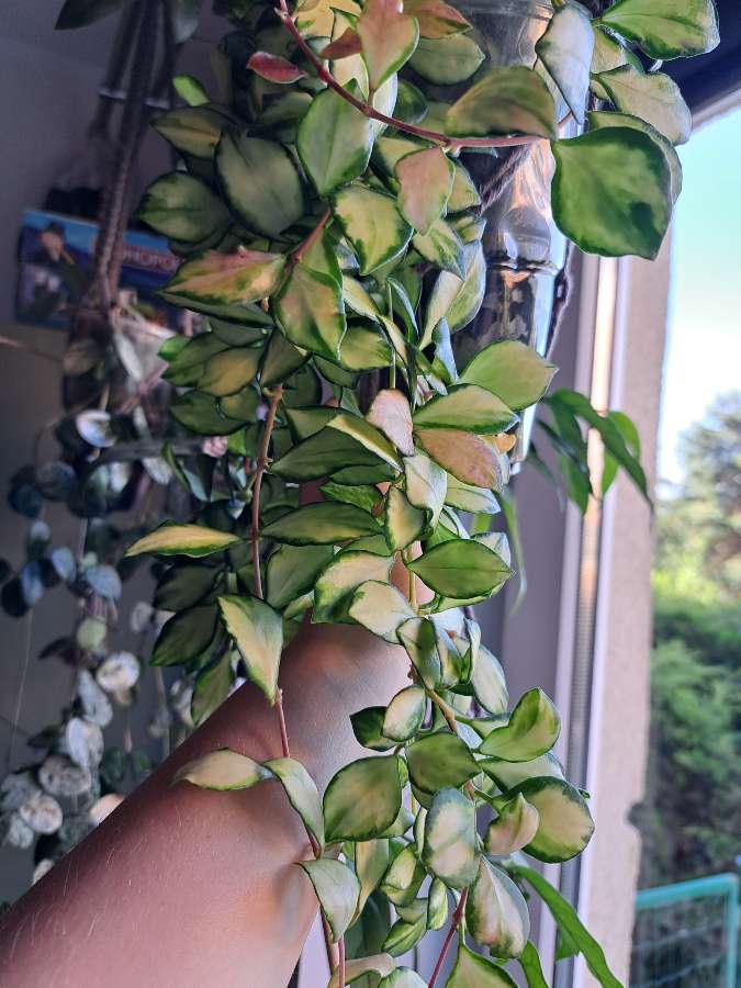 Hoya heuschkeliana variegata 3