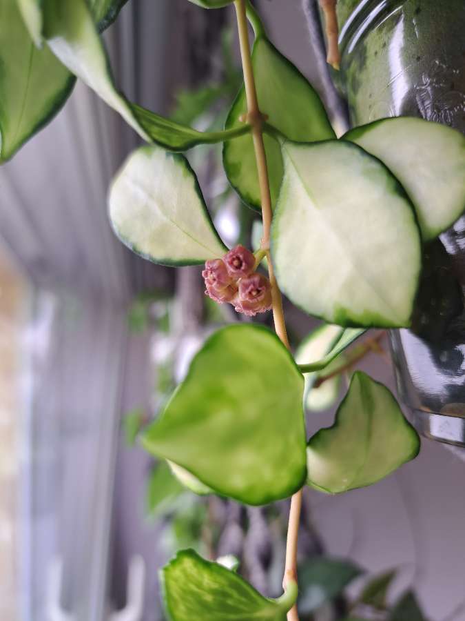 Hoya heuschkeliana variegata 4