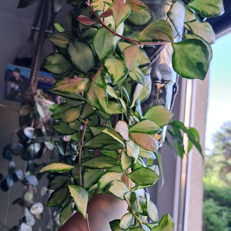 Hoya heuschkeliana variegata