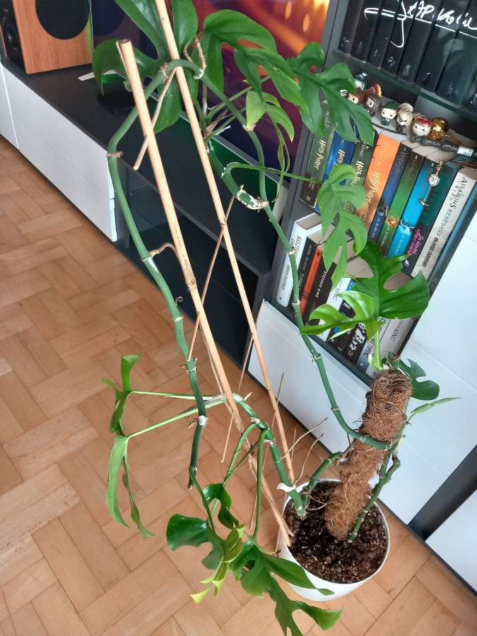 Monstera deliciosa 2