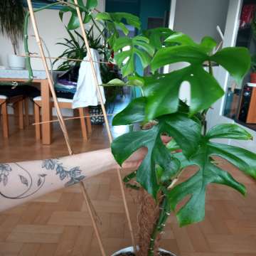 Monstera deliciosa