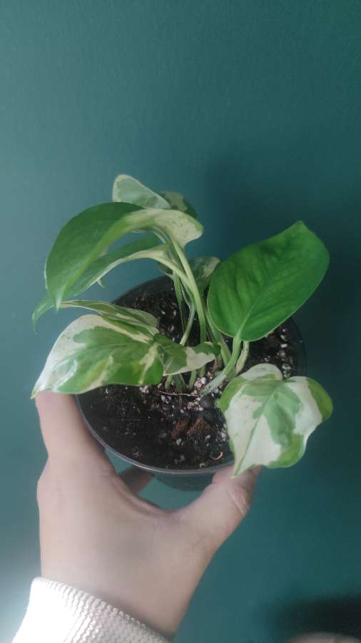 Epipremnum 'Pears and Jade' 3