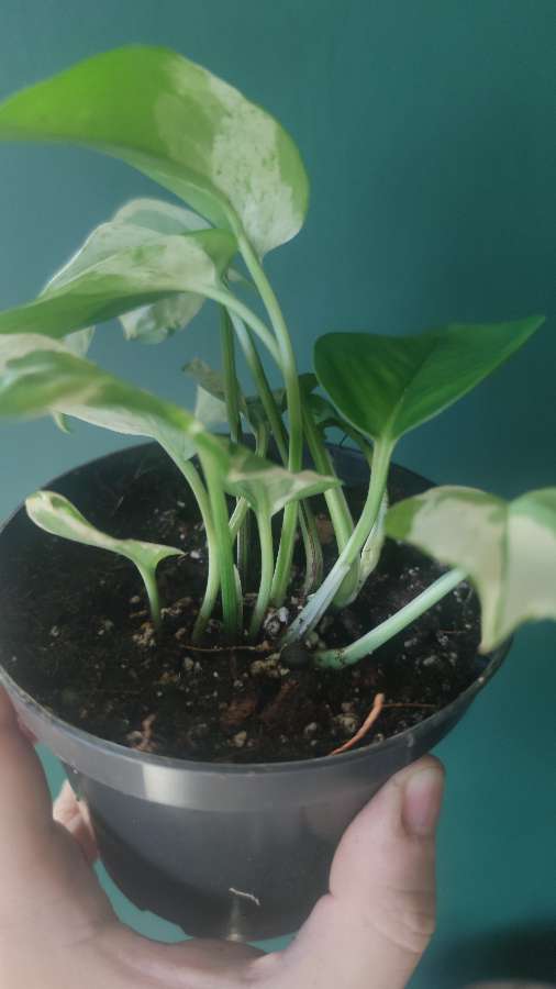 Epipremnum 'Pears and Jade' 2