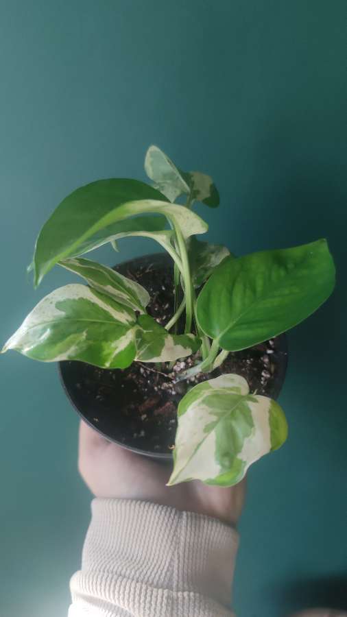 Epipremnum 'Pears and Jade' 4