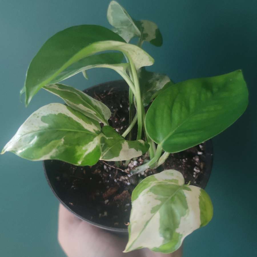 Epipremnum 'Pears and Jade'