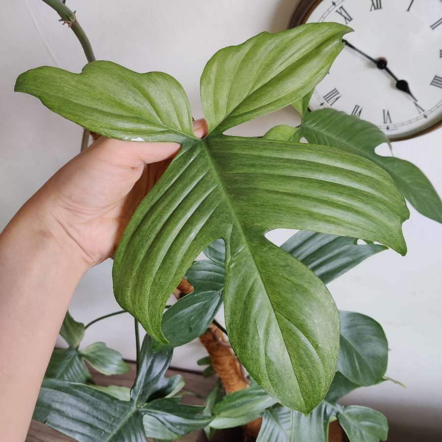 Philodendron Florida Ghost