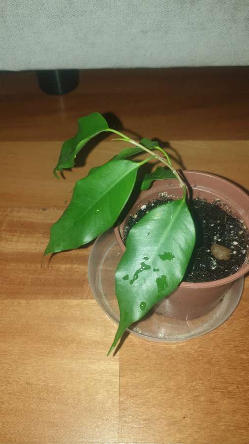 Mini fikus Benjamin  2