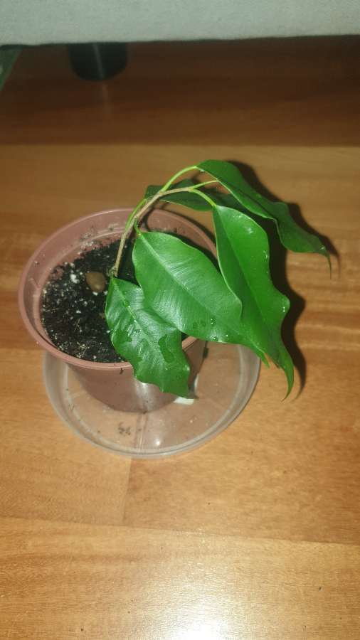 Mini fikus Benjamin  3