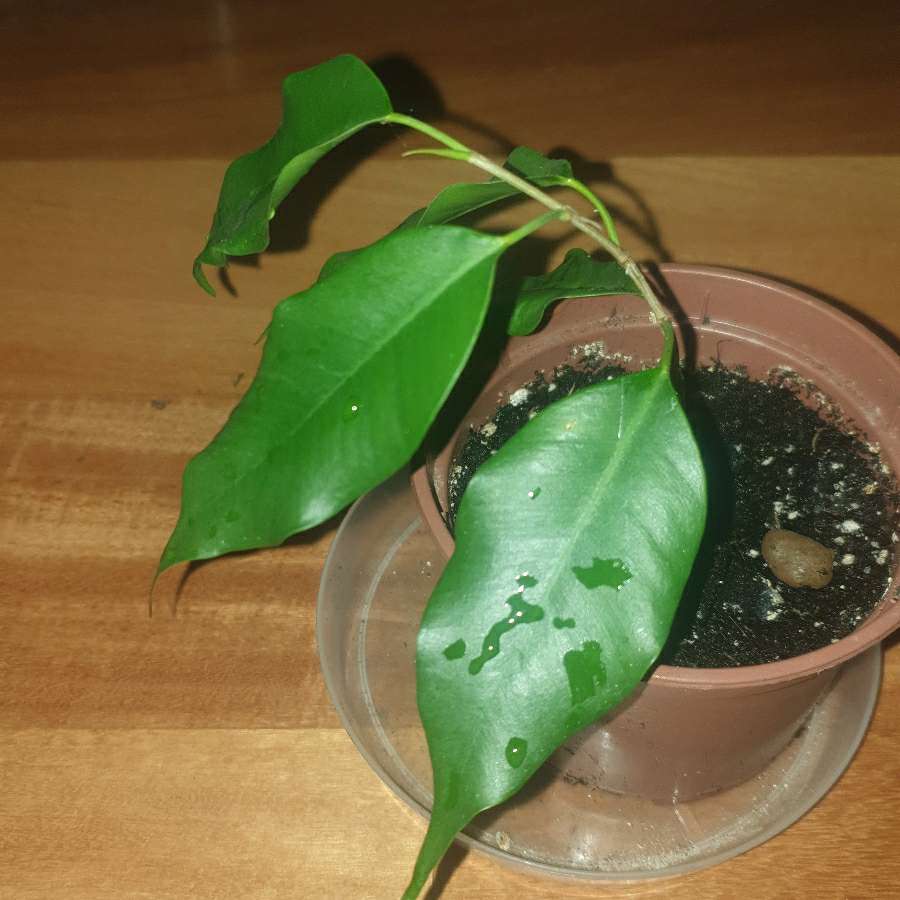 Mini fikus Benjamin 