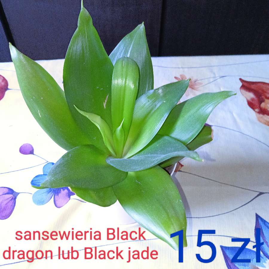 Sanseweria black dragon