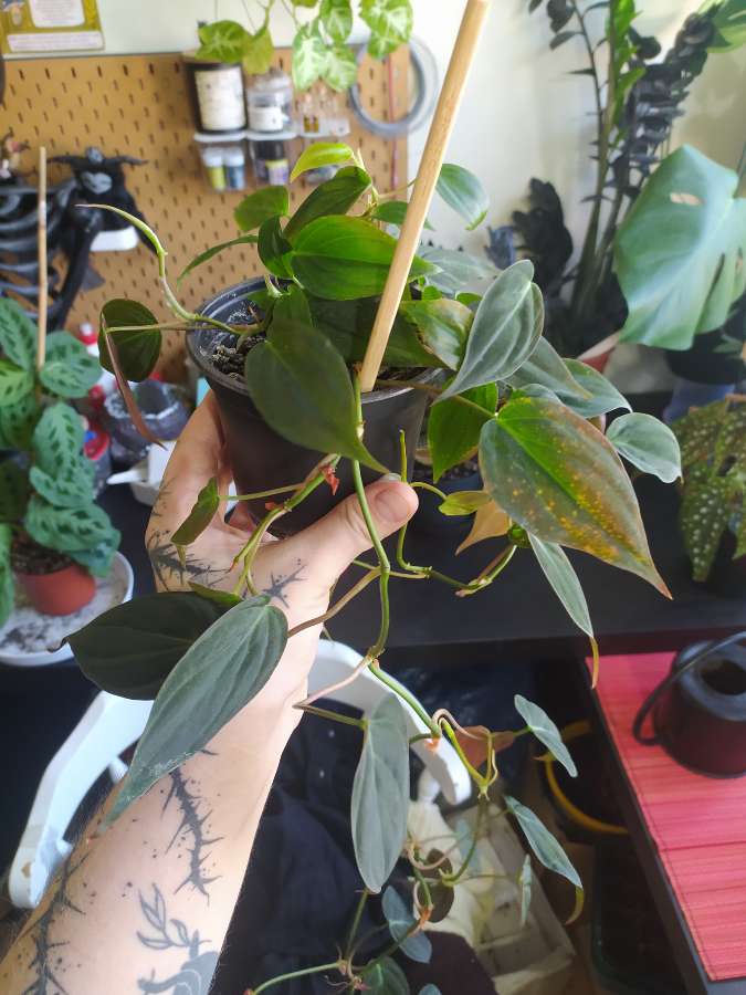 Philodendron micans 2