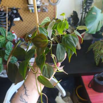 Philodendron micans