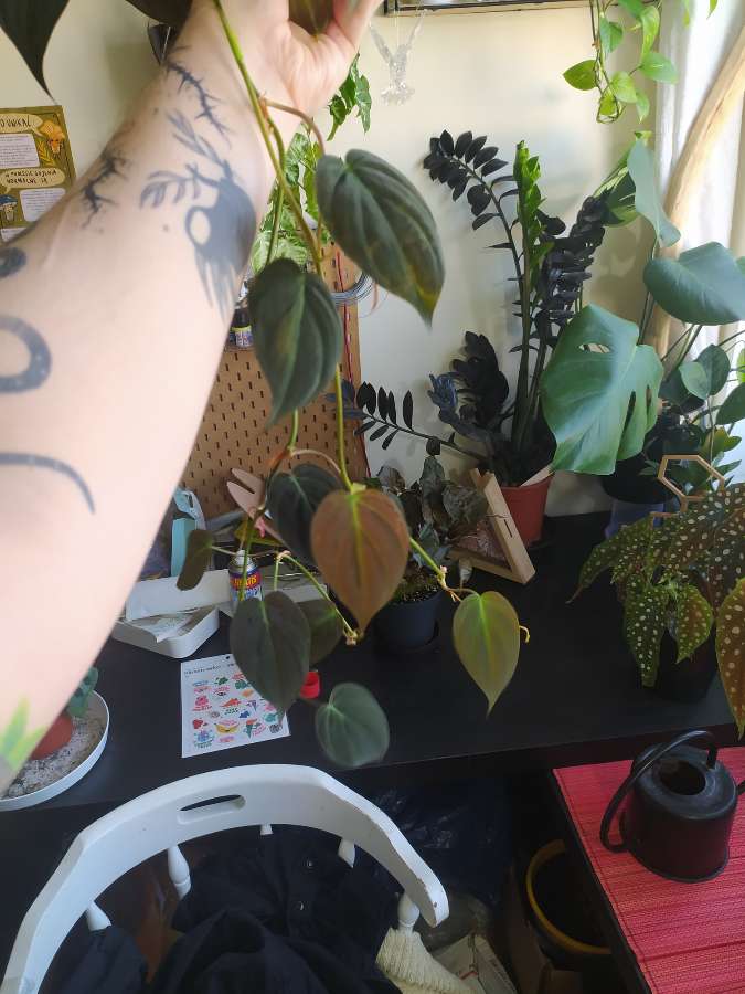 Philodendron micans 3