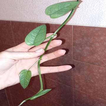 Epipremnum Cebu Blue