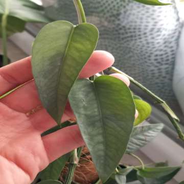 Epipremnum Cebu Blue