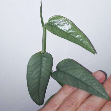 Epipremnum Cebu Blue