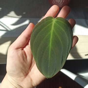 Philodendron Gigas