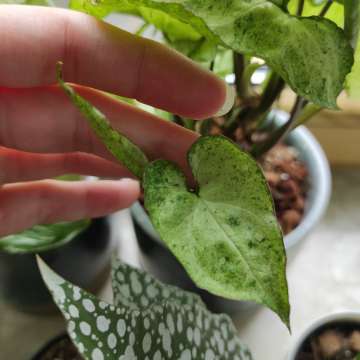 Syngonium freckles