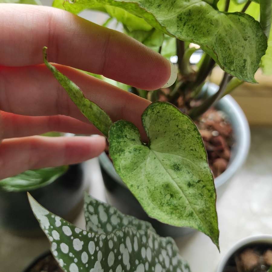 Syngonium freckles