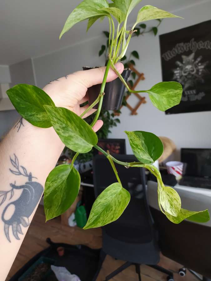 Epipremnum Marble Queen 3