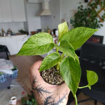 Epipremnum Marble Queen