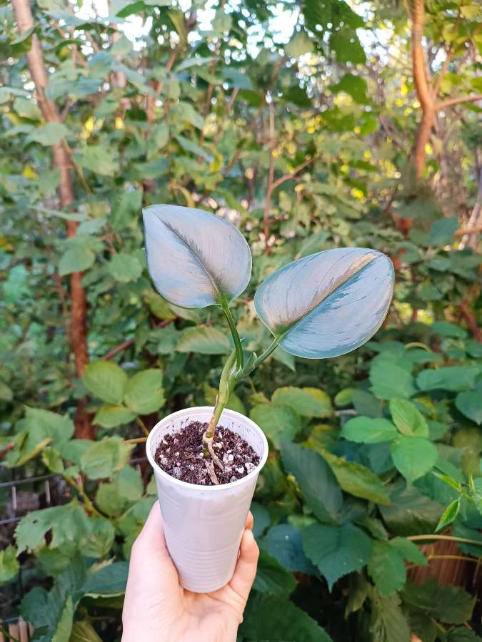 Scindapsus Moonlight 3