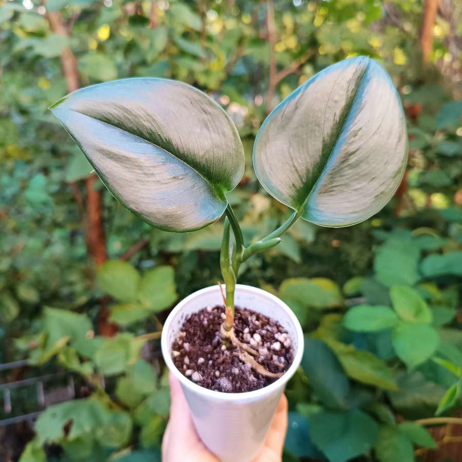 Scindapsus Moonlight